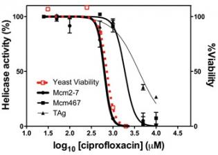 Figure 2.  Comparison of ciprofloxacin inhibition on yeast growth and helicase activity (Mcm2-7, Mcm467 (a Mcm subcomplex that has helicase activity and lacks the regulatory subunits), and a related helicase (SV-40 large T antigen).