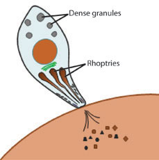 Fig 1: Toxoplasma secretion is mediated by unique secretory organelles such as the rhoptries and dense granules