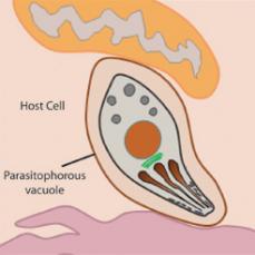 Fig 2: After invasion Toxoplasma takes up residence within the parasitophorous vacuole