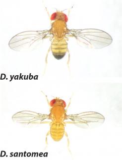 Figure 1. The light pigmentation of D. santomea has recently evolved from the dark coloration typical of its close relatives