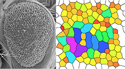 Figure 3. Rough eye phenotype (left) and quantification (right) caused by Shroom expression in the Drosophila eye imaginal disc. 