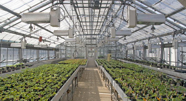Greenhouse Inside