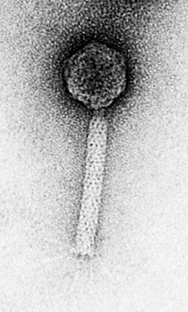 Image of a Virus