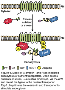 Scientific process model