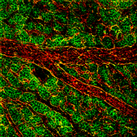 Figure 2. Shroom2 (green) and PECAM (red) expression in the vasculature network of the mouse yolk sac. 